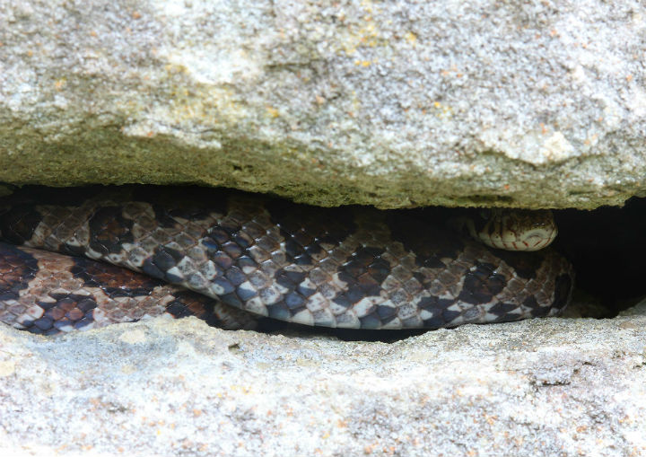 Eastern Milk Snake